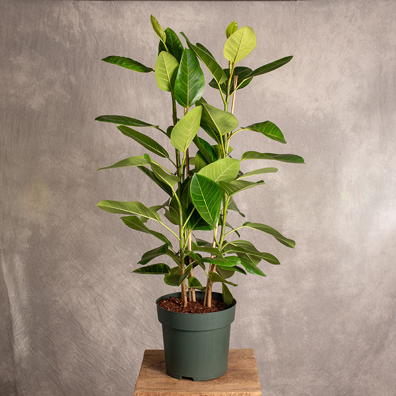 Fikus 'Altissima' | 3 pędy