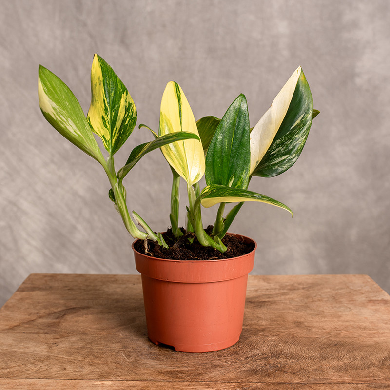 Monstera standleyana...