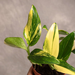 Monstera standleyana 'Variegata'