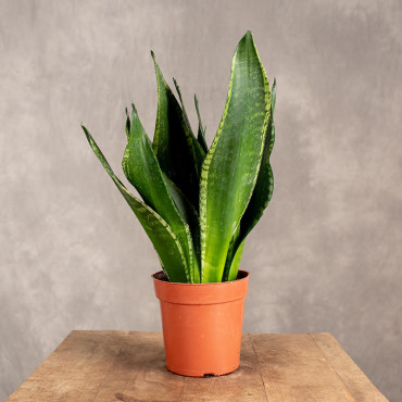 Sansewieria 'Whitney'