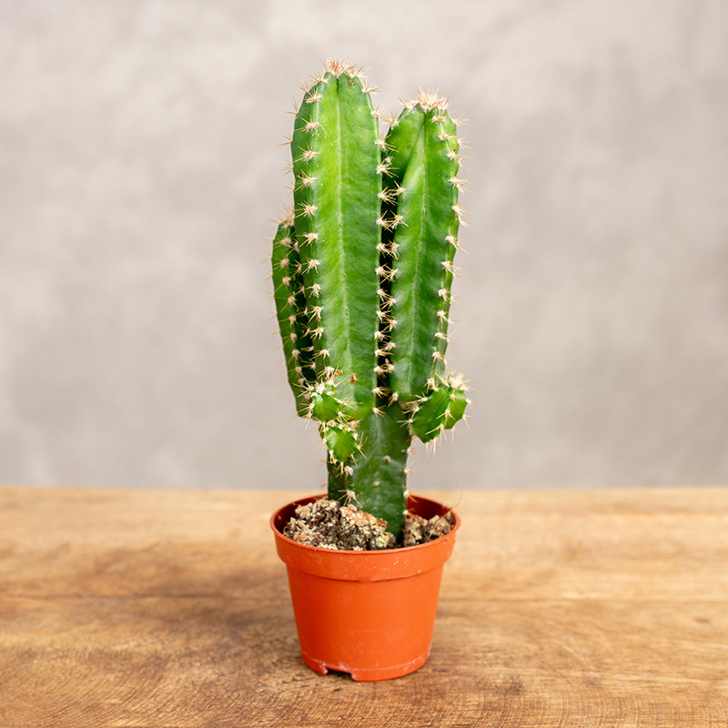 Cereus peruwiański...