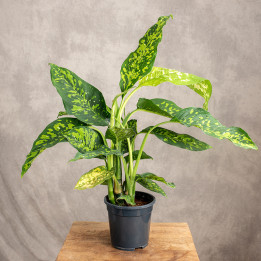Difenbachia 'Spotty' | Tomaszewski