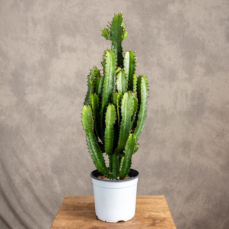 Euphorbia acrurensis