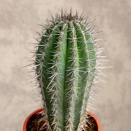 Pachycereus pringlei | Duży