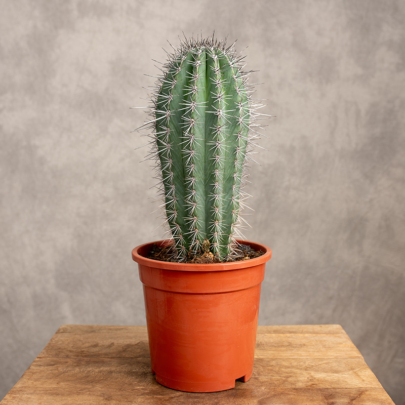 Pachycereus pringlei | Duży