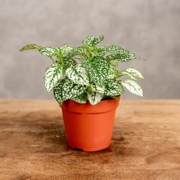 Hypoestes 'Confetti Compact White'
