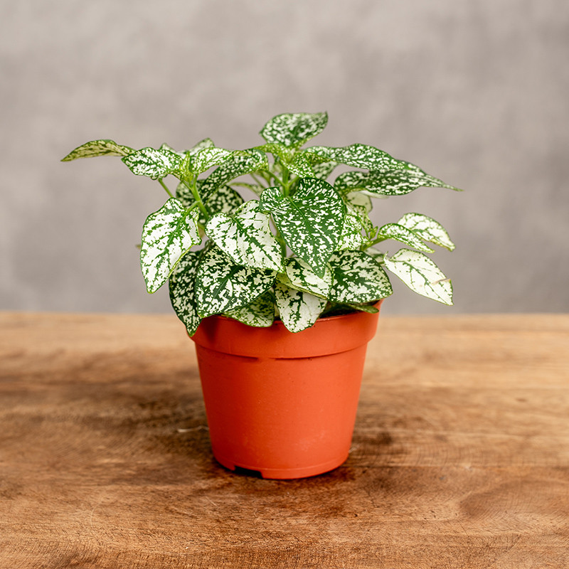 Hypoestes 'Confetti Compact...