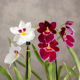 Storczyk Miltonia | Tomaszewski