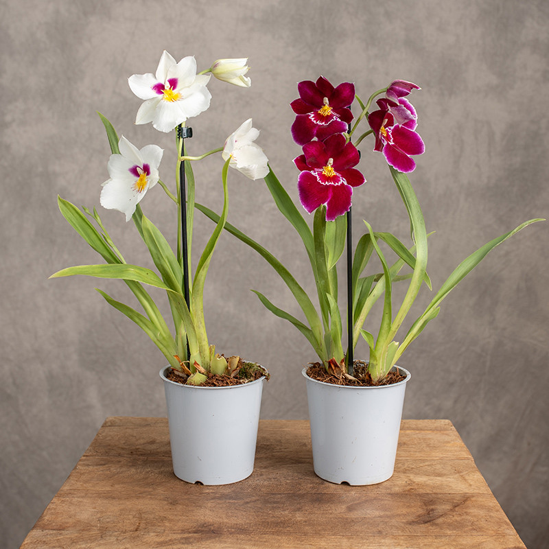 Storczyk Miltonia | MIX...