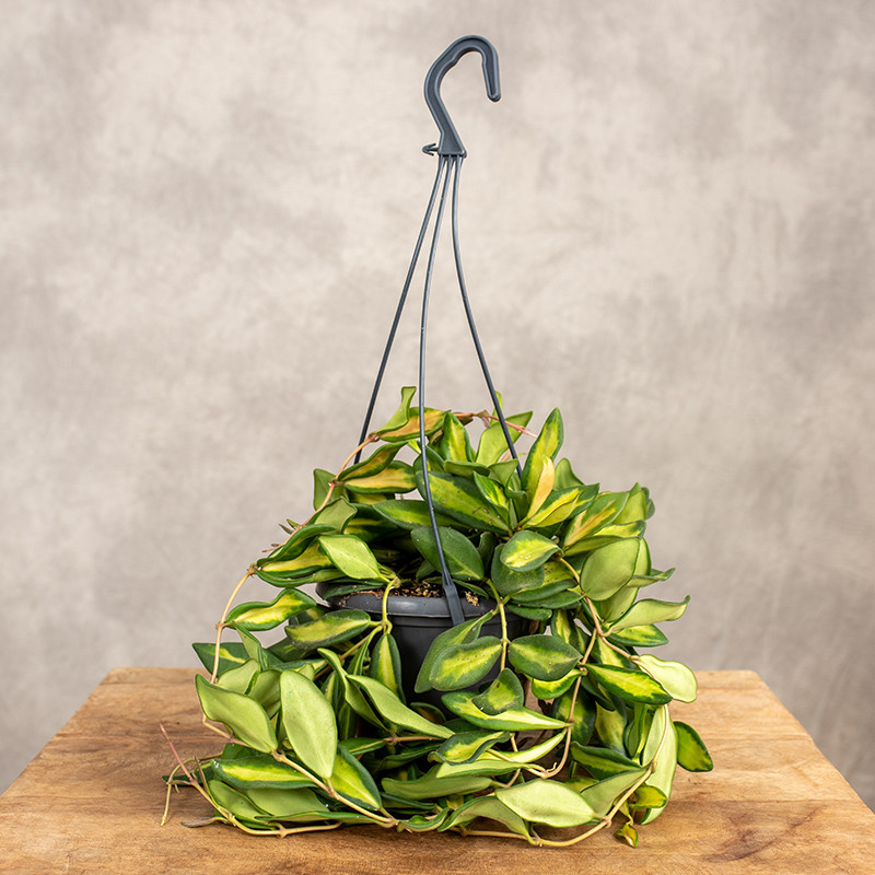 Hoja 'Burtoniae variegata'...