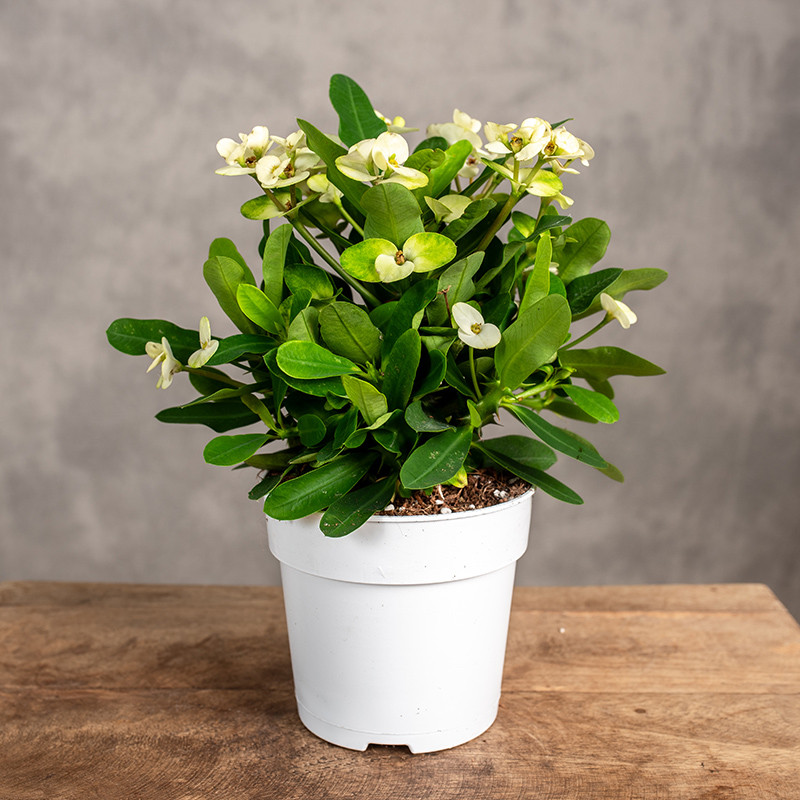 Euphorbia milii 'Hermes'