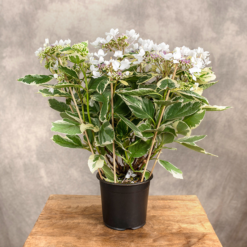 Hortensja ogrodowa 'Maculata'