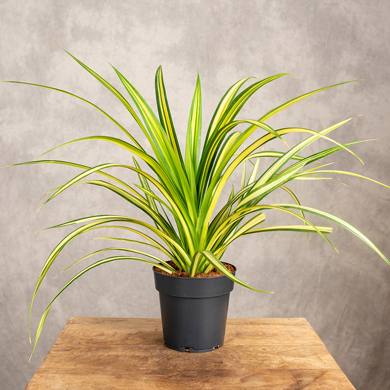Pandan 'Baptistii'