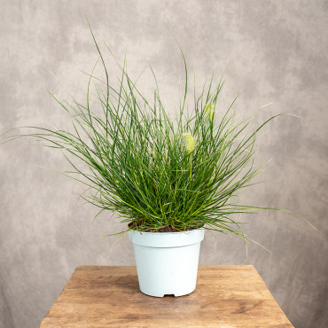 Rozplenica 'Little Honey'