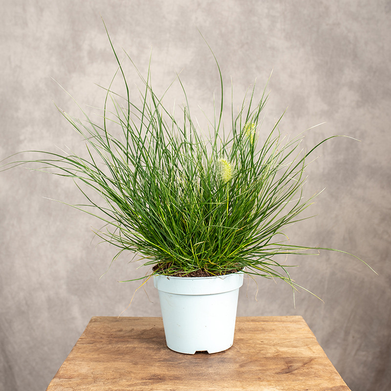 Rozplenica 'Little Honey'