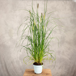 Rozplenica japońska | Pennisetum
