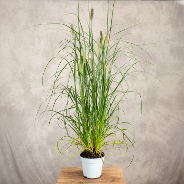 Rozplenica japońska | Pennisetum