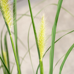 Rozplenica japońska | Pennisetum