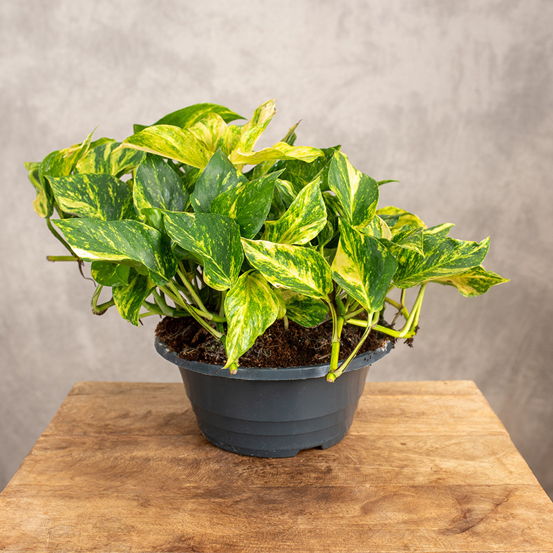Epipremnum 'Hicolor' | W misie