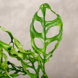 Monstera obliqua 'Peru' | Tomaszewski