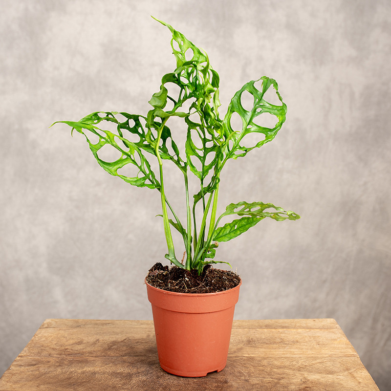 Monstera obliqua 'Peru'