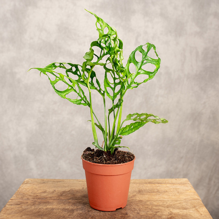 Monstera obliqua 'Peru' | Tomaszewski