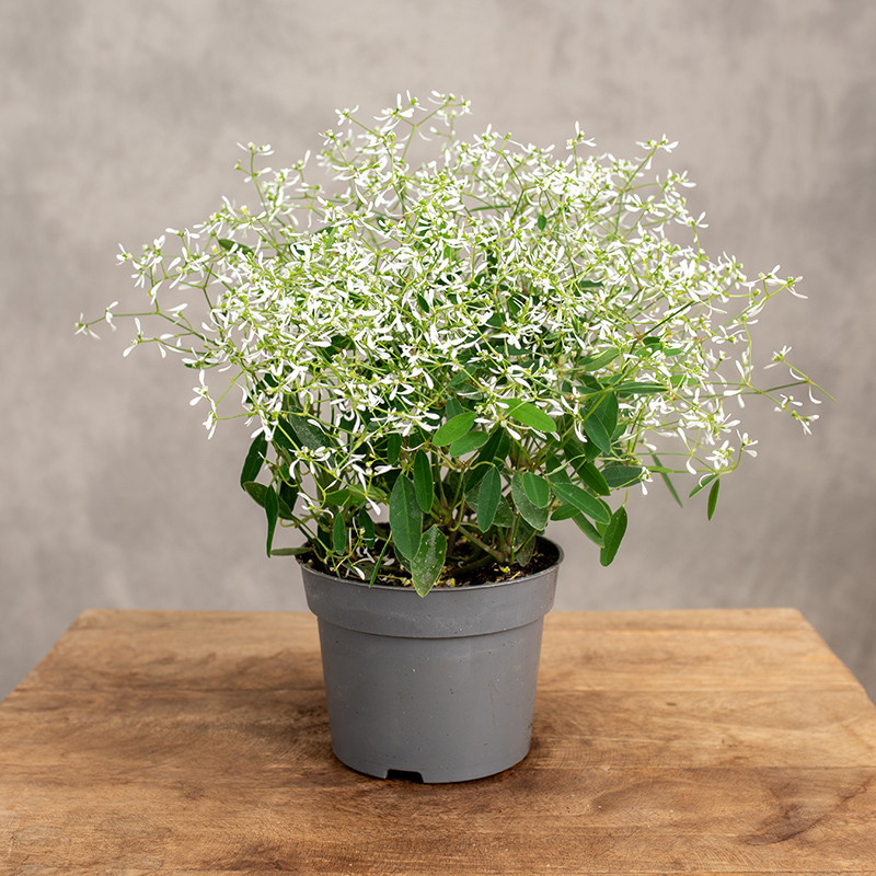 Wilczomlecz 'Diamond Frost'