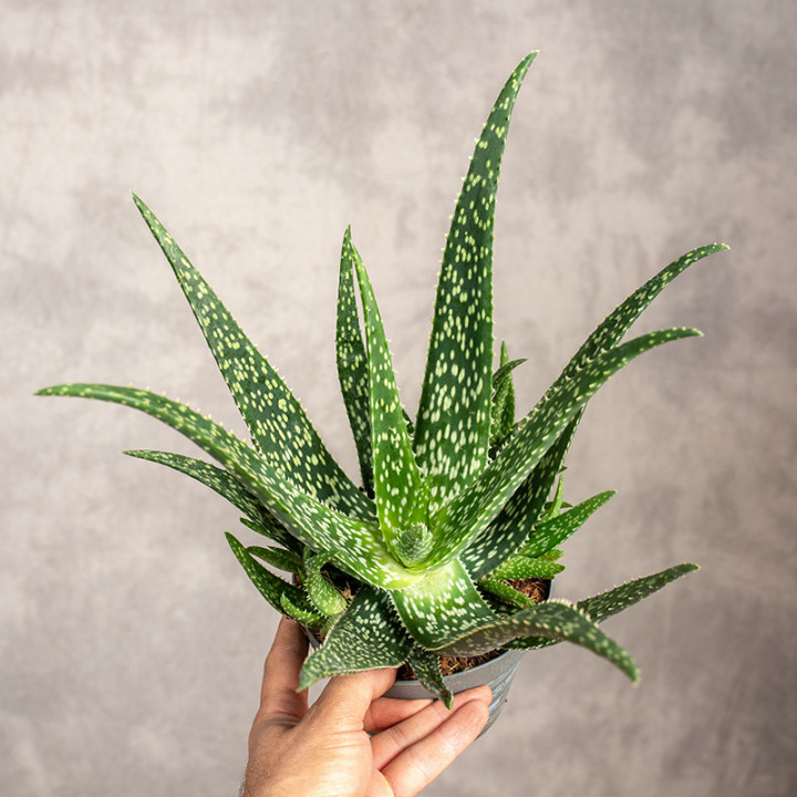 Aloes leczniczy | Tomaszewski