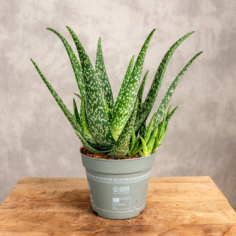 Aloes leczniczy