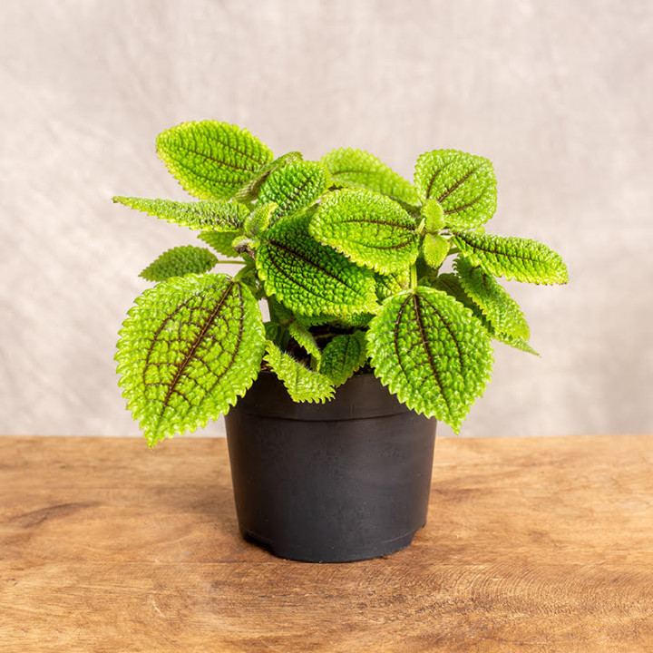 Pilea mollis 'Moon Valley' | Tomaszewski