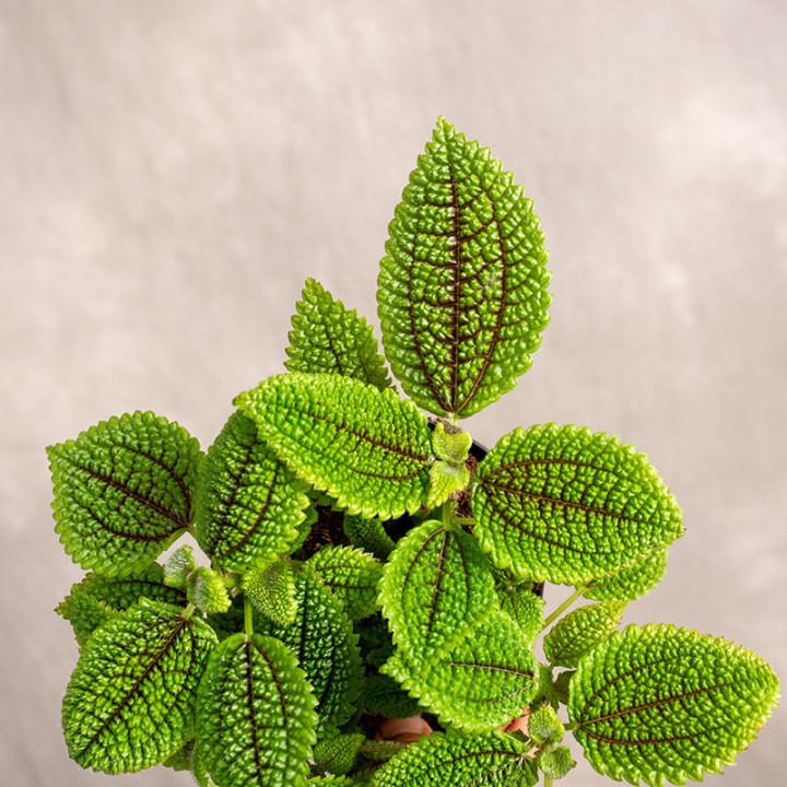Pilea mollis 'Moon Valley' | Tomaszewski