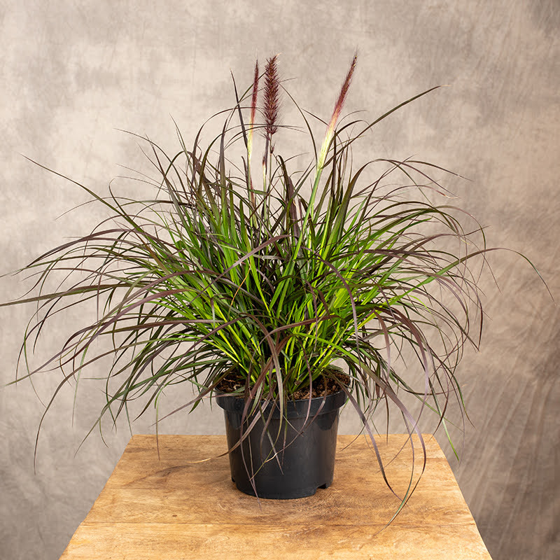 Rozplenica 'Fireworks'