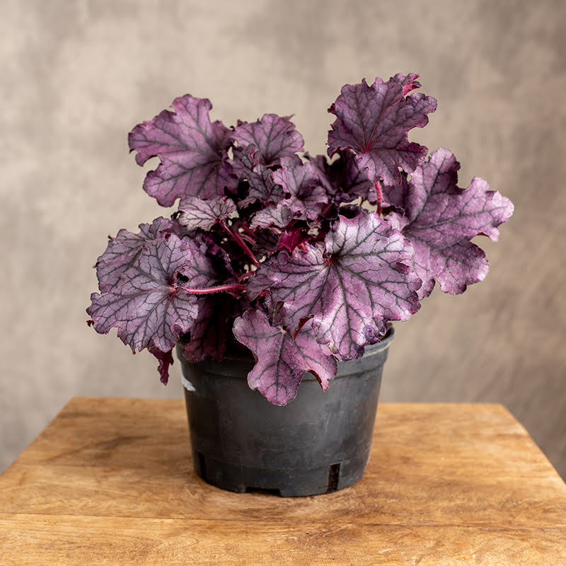 Żurawka drobna 'Palace Purple'