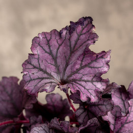 Żurawka drobna 'Palace Purple'