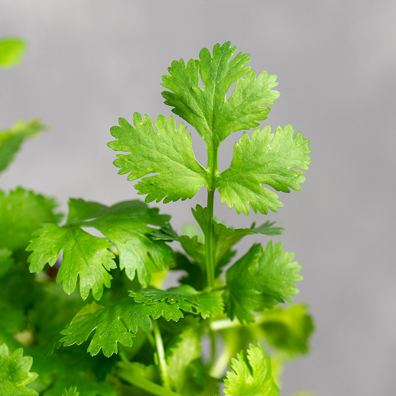 Kolendra | Coriandrum sativum