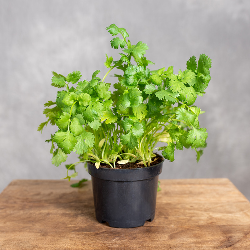 Kolendra | Coriandrum sativum