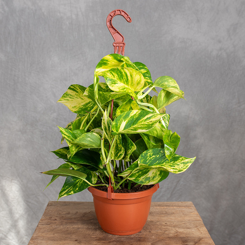 Epipremnum 'Hicolor' | Wiszące