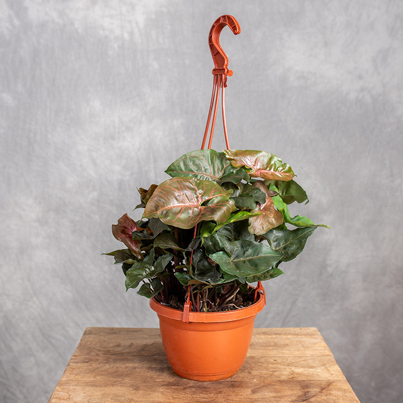 Syngonium 'Maria' | Wiszące