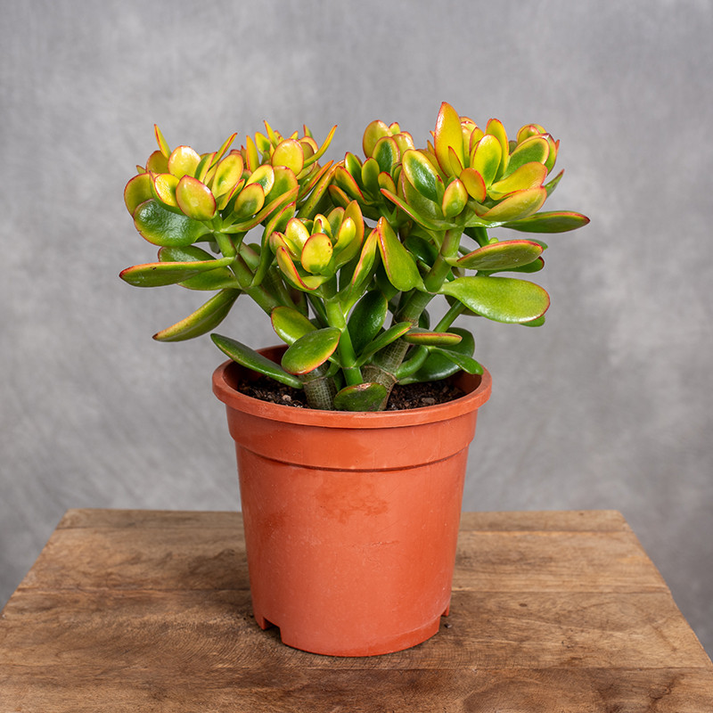 Grubosz 'Sunset' | Duży