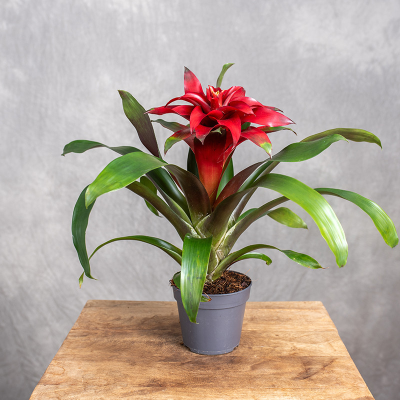 Guzmania 'Salinas'