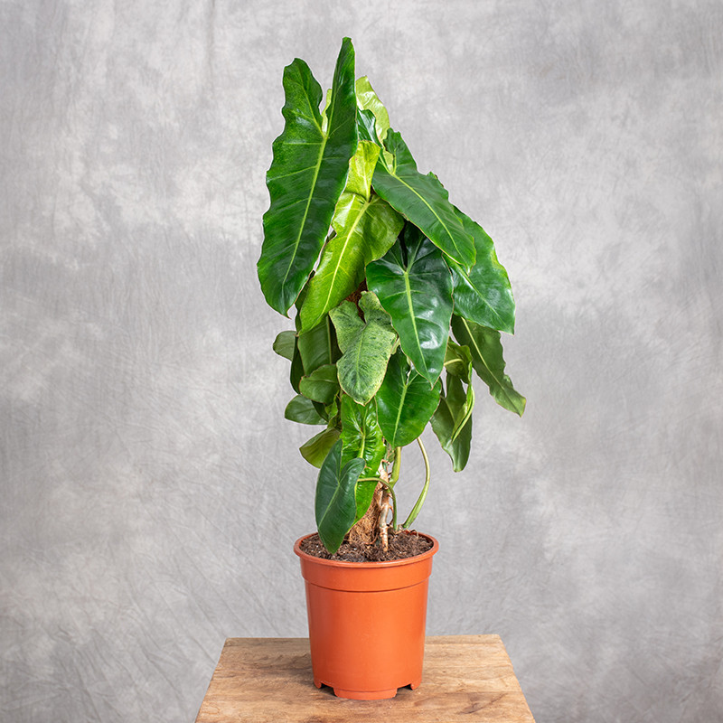 Filodendron 'Paraiso Verde'...