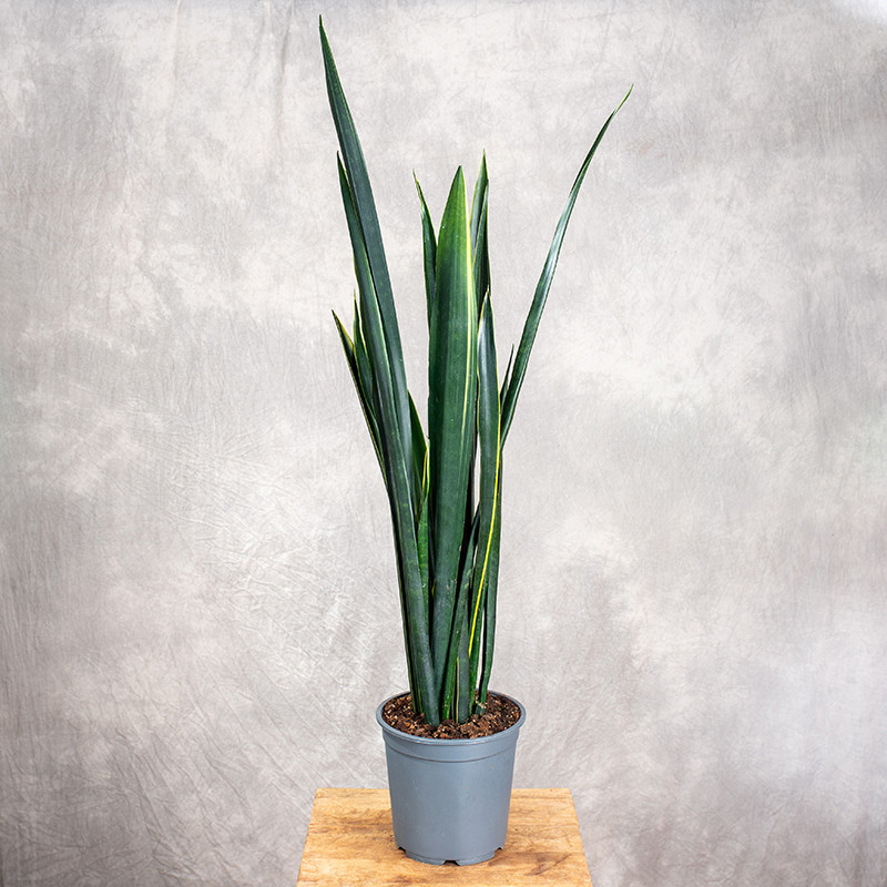 Sansewieria 'Black Gold' |...