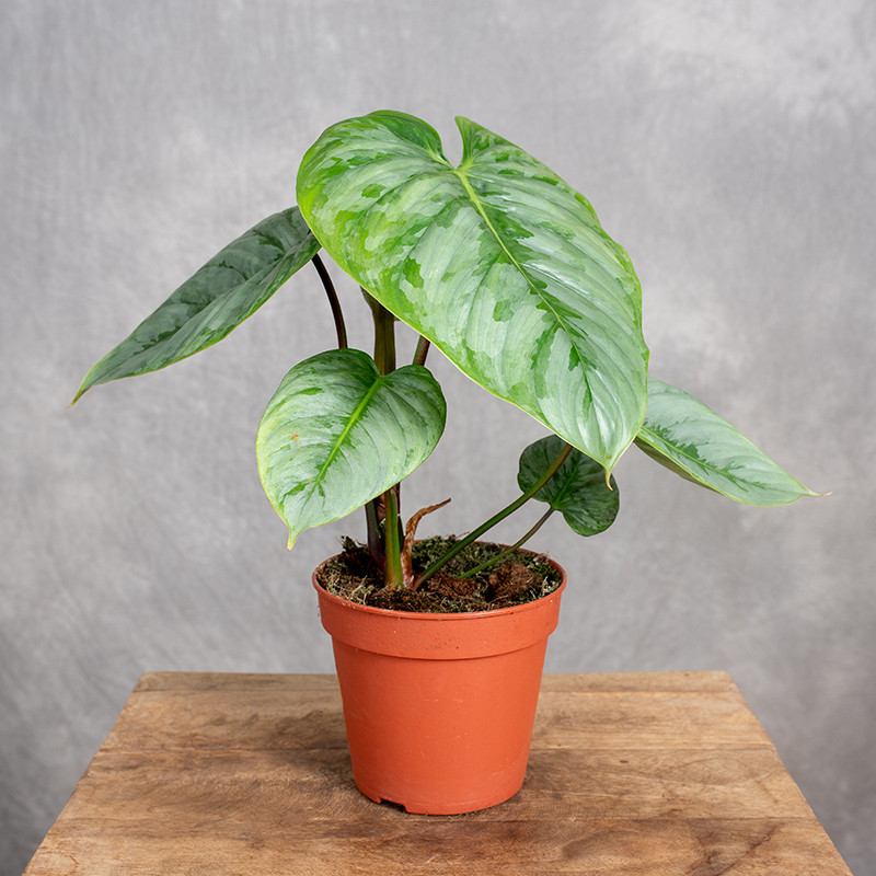Filodendron 'Sodiroi'