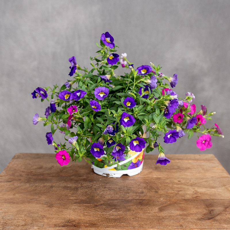 Mini Surfinia | Calibrachoa...