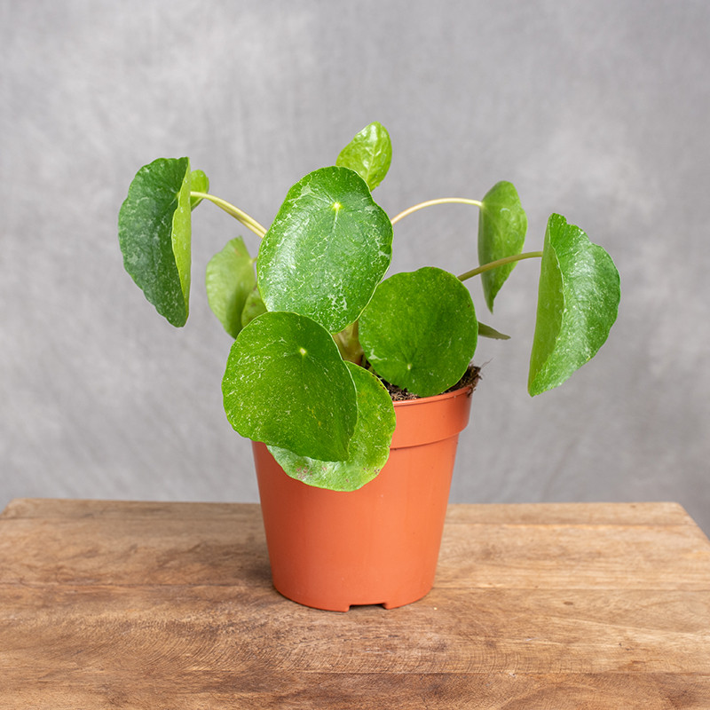 Pilea 'Sugar'