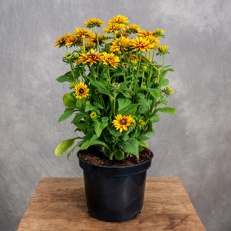 Rudbekia 'Flamenco Bright...