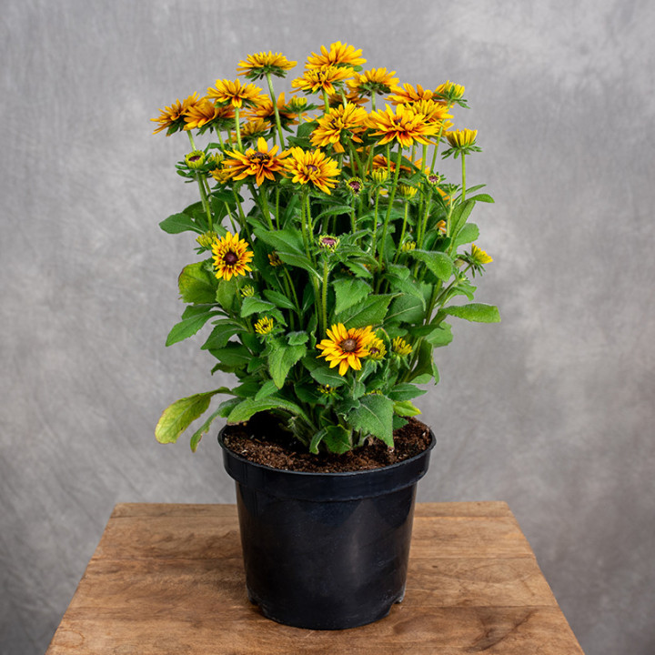 Rudbekia 'Flamenco Bright Orange'