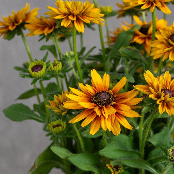 Rudbekia 'Flamenco Bright Orange'