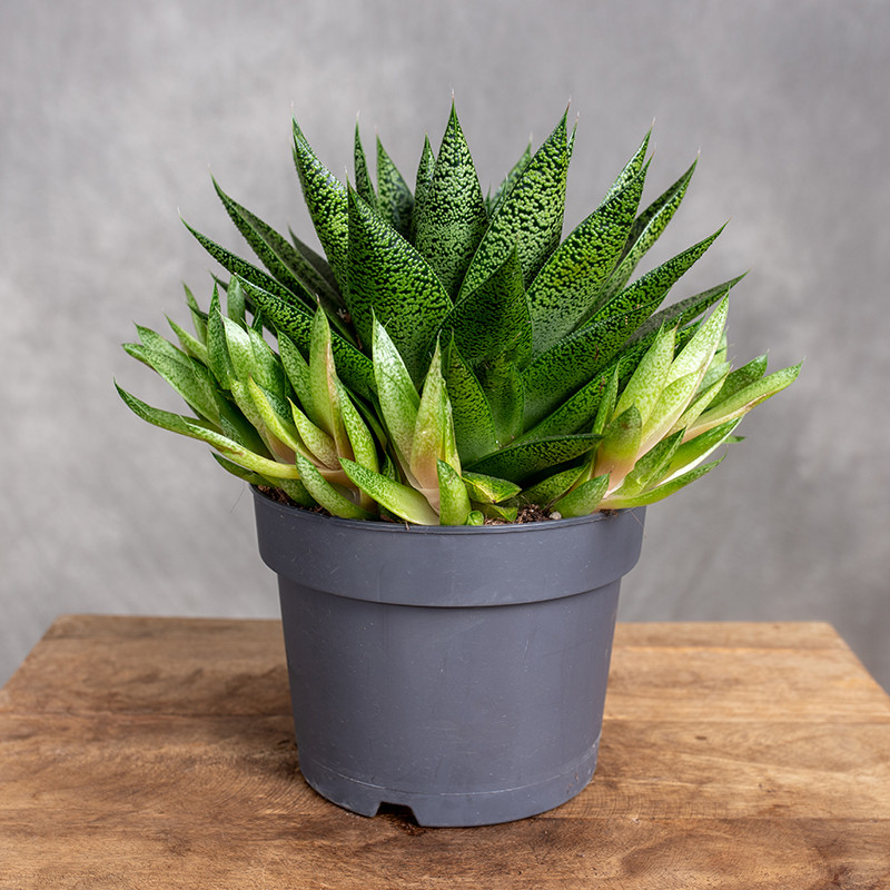 Gasteria 'D Due' | Duża