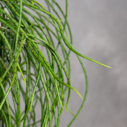 Patyczak Rhipsalis puniceodiscus | Wiszący
